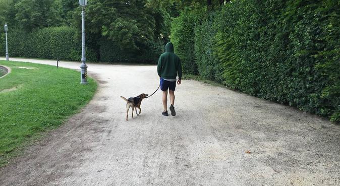 affetto, coccole e passeggiate, in buone mani, dog sitter a Parma, PR, Italia