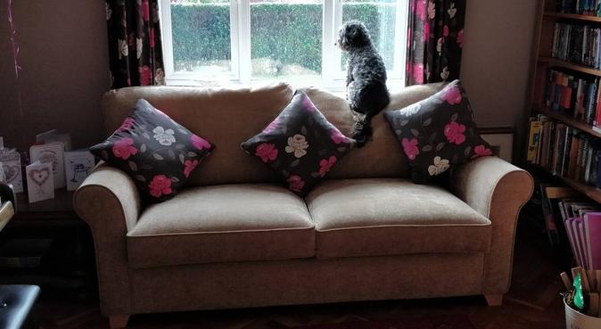 A friendly home for any dog to spend a day in, dog sitter in Malvern