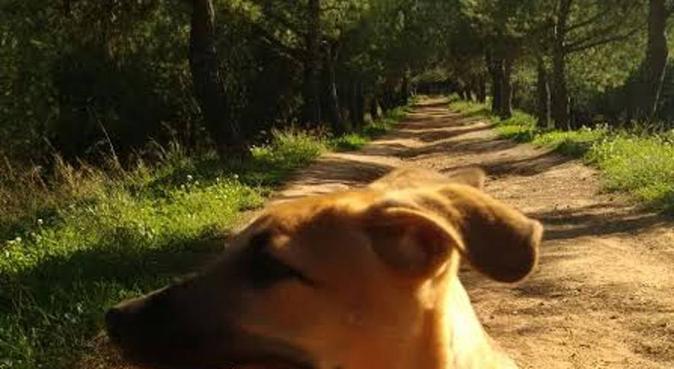 Cuidado personalizado para tu mejor amigo, dog sitter a Sant Quirze del Vallès