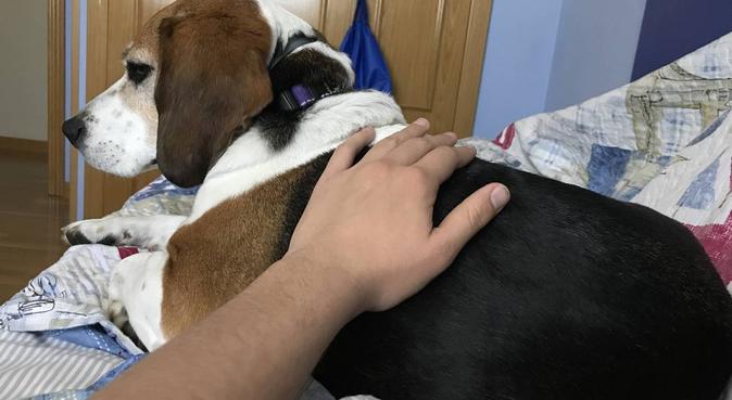 Cuidador de 19 años apasionado de los perros, canguro en Pozuelo de Alarcón, España