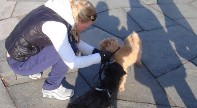 Hjemmeværende forfatter som elsker hunder, hundepassere i Oslo