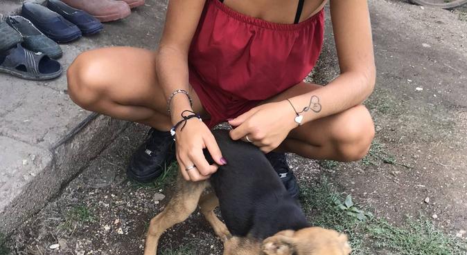 Tanto amore e divertimento con Jasmine, dog sitter a Marnate, VA, Italia