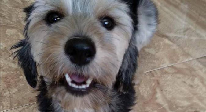 Cuidadora de perritos, dog sitter in Málaga, España