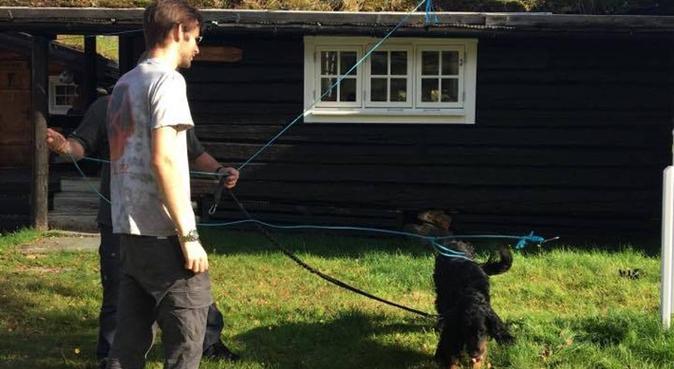 Trenger en firbent venn som er glad i tur!, hundepassere i Fornebu