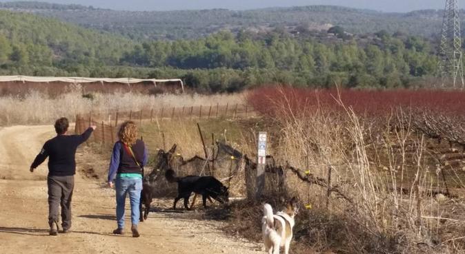Love dogs ,love walking,Love Palma de Mallorca., canguro en Palma De Mallorca