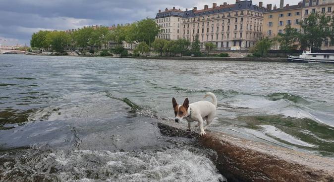 Un véritable amoureux des animaux | Lyon, dog sitter à Lyon