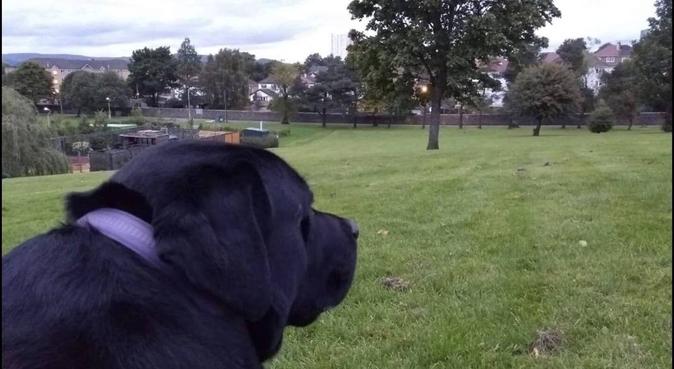 Happy Doggoo, dog sitter in Aberdeen, UK