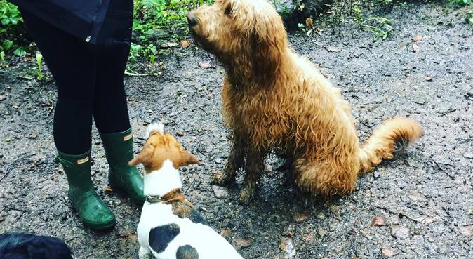 Dog walking with Doggy Friends, dog sitter in Sheffield