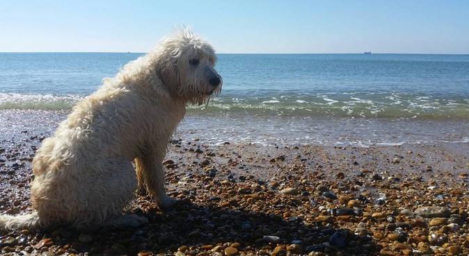 Adventure walks and fun in Shoreham by Sea, dog sitter in Shoreham-by-Sea