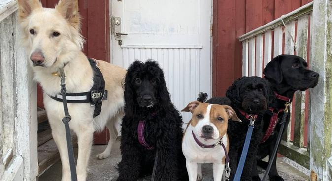 Erfaren dogbuddy i Bromma, hundvakt nära Bromma