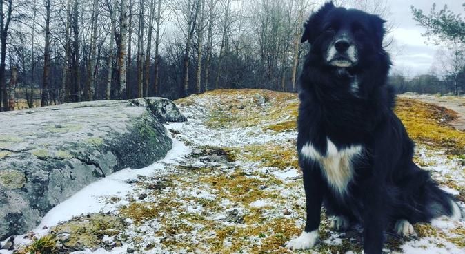 KIWI DOG WALKER - hirer hourly and for short walks, hundvakt nära Uppsala