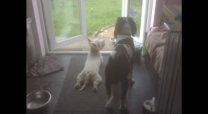 Happy dogs in Newtongrange, dog sitter in Dalkeith