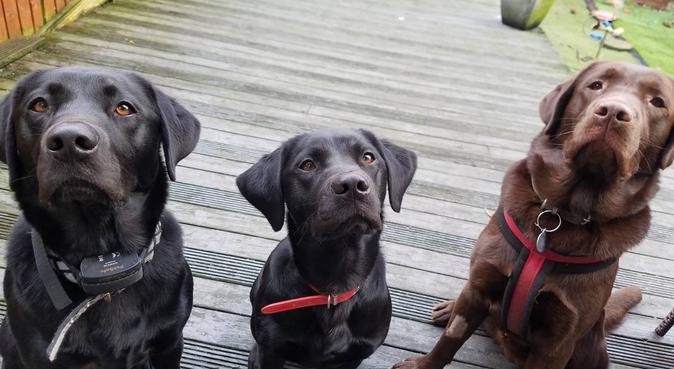 Nice Dogs North West London, dog sitter in London