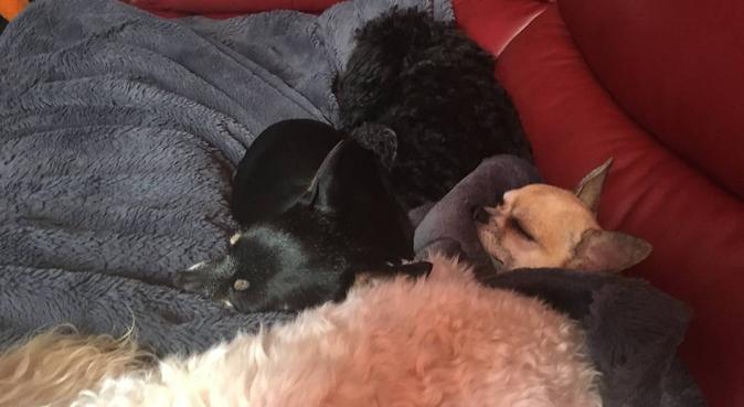 Chihuahua /maltese and tiny toys safe boarding, dog sitter in swanley