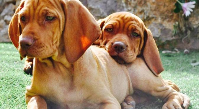 Amour, Qualité de temps et Space : happy dogs ❤️, dog sitter in Le Biot