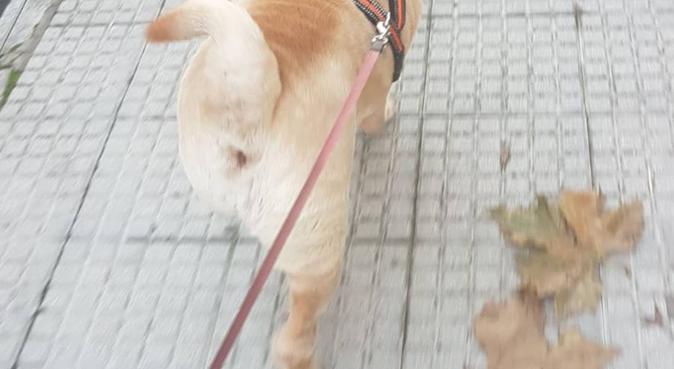 Él merece un buen paseo, te lo agradecerá, dog sitter in Rojales, España