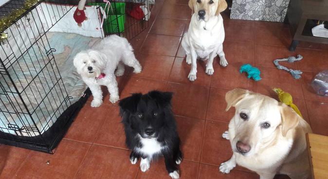 Los amigos de Kira, dog sitter a Santa Cruz De Tenerife