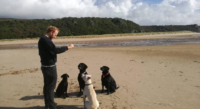 Harry and Rosie are excited to meet new friends!, dog sitter in Swansea