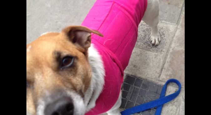Hackney boutique dog daycare & boarding, dog sitter in London