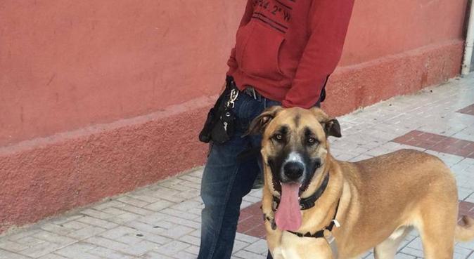 respetuoso con sus mascotas,responsable y serio., dog sitter in Málaga