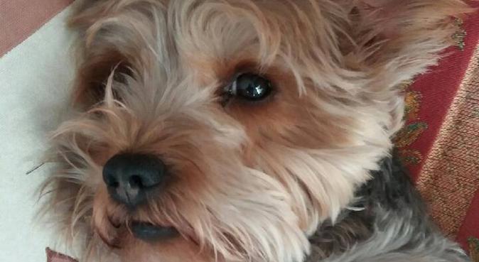 COMPORTEMENTALISTE POUR CHIEN, dog sitter à Marseille