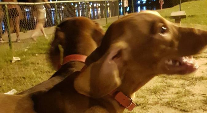 Un ami brésilien temporaire pour ton chien, dog sitter à Marseille, France