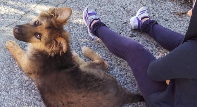 Felice di stare con gli amici pelosi, dog sitter a Viterbo, VT, Italia