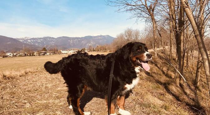 Nuova amica per condividere passeggiate e coccole, dog sitter a Bassano del Grappa, VI, Italia