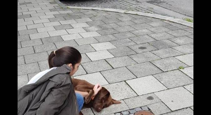 Ich werde mich um Ihren Hund kümmern, wie meine., Hundesitter in Rhein-Pfalz-Kreis, Alemania