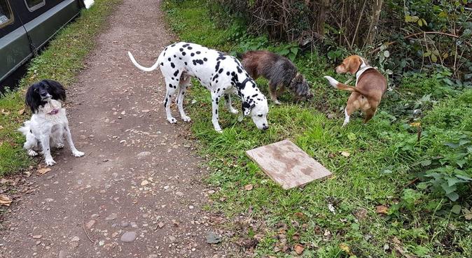 Very experienced dog walker in Watford, dog sitter in Rickmansworth