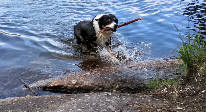 Aktiv hundpassning i Bergsjön 🐾, hundvakt nära Göteborg