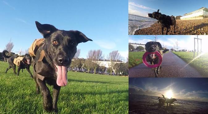 Jade's Dog - balanced life for You and Your dog, dog sitter in Bristol