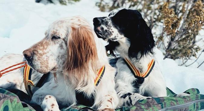 Hundelsker som dessverre ikke har sin egen♥️, hundepassere i Oslo