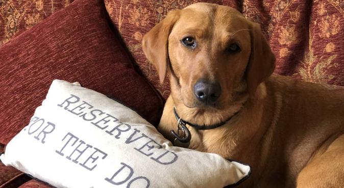 Dog Sitter, Boarder & Friend, dog sitter in Bradford-on-Avon