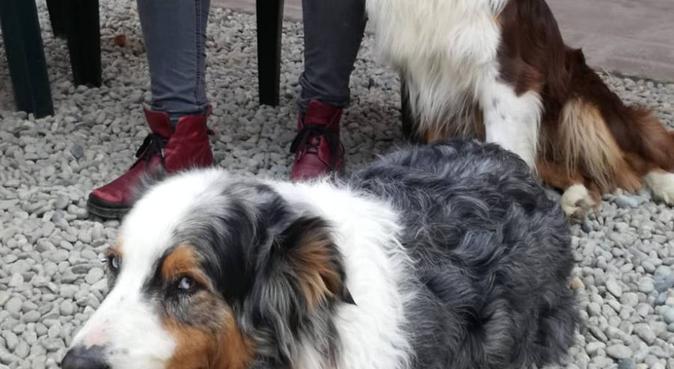 Cani Gatti e Topolini!, dog sitter a Caselle Torinese