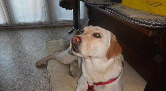 Doggy Bau Coccole passeggiate e tanto Amore ♥, dog sitter a Invorio, NO, Italia