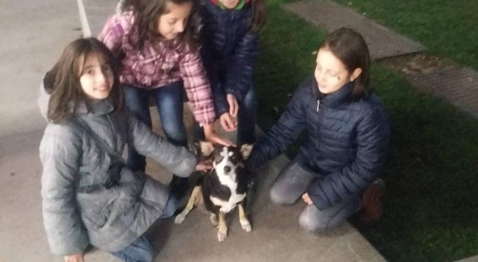 PetParadise!il nostro branco al vostro servizio!, dog sitter a Udine