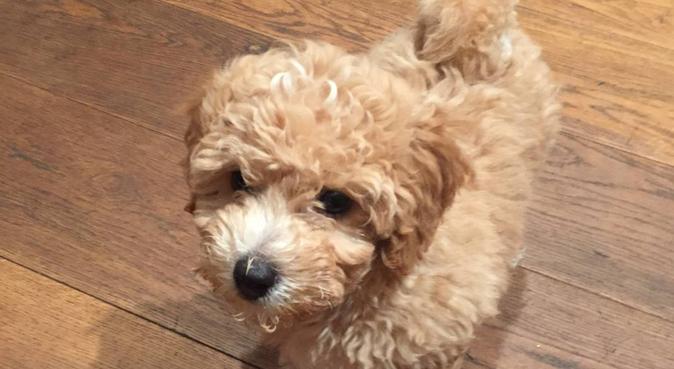 Puppy Friendly Notting Hill Home With Garden, dog sitter in Royal Borough of Kensington and Chelsea