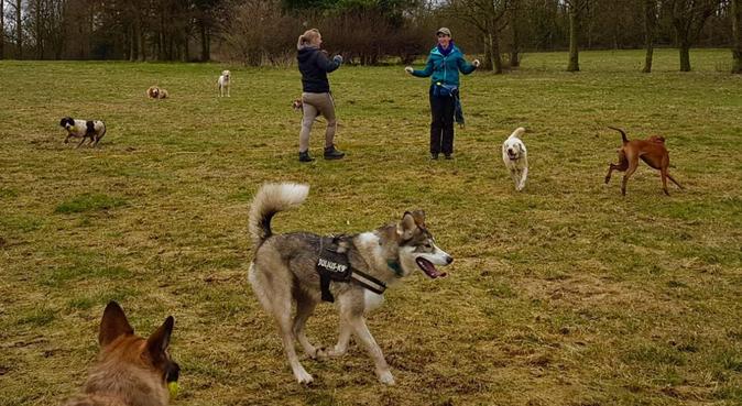 Bakers & Barktons Dog Walking Solutions, dog sitter in Leicester