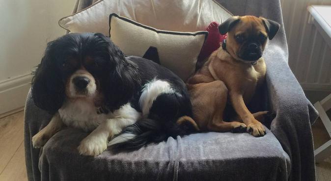 Loving dog owner keen to help other fur-babies 😍, dog sitter in Liverpool