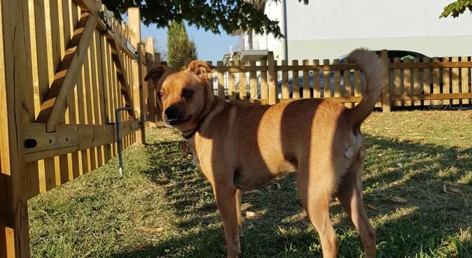 Dogsitting su misura per i vostri amici a 4 🐾, dog sitter a Capriolo, BS, Italia