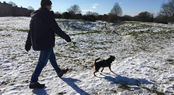 Looking for a Fun Dog Walker? - Happy to Help!, dog sitter in Bristol