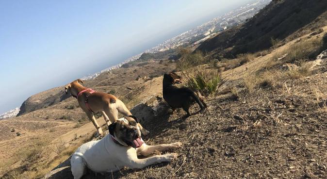 Me encanta correr o pasear con ellos ❤️, dog sitter in Palma de Mallorca, España