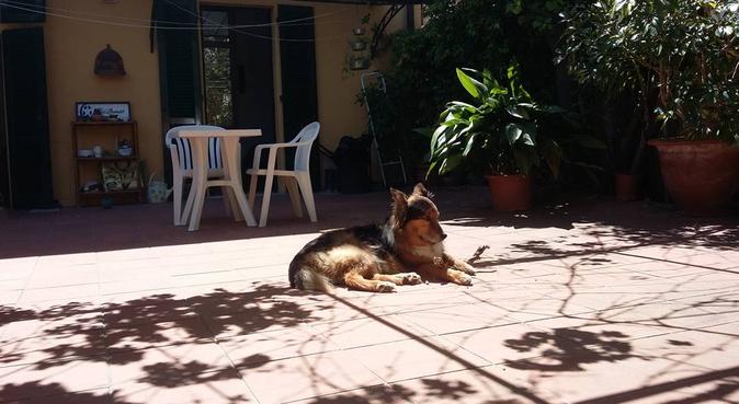 "Se non c'è il mio padrone voglio solo Chiara!", dog sitter a Pisa