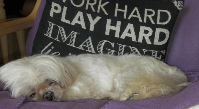 Maisie's Mates Sleep Over, dog sitter in Liverpool