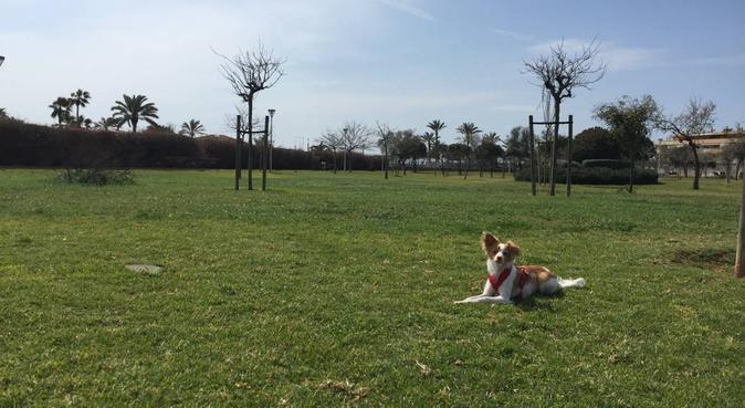 (DE/ENG/ESP)Amor, cariño Libertad y responsabilida, dog sitter a Palma de Mallorca, España