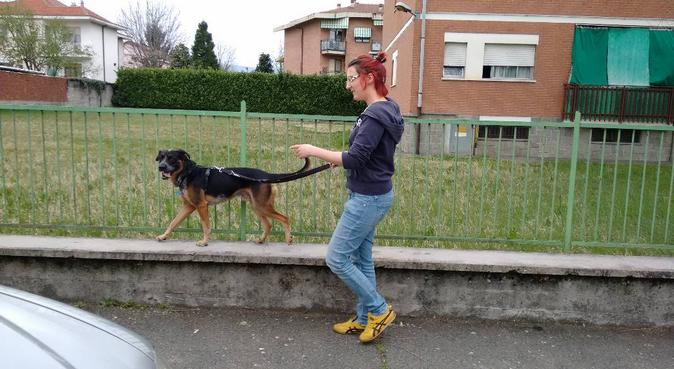 Divertimento, amore, corse!!!!!, dog sitter a Rivalta di Torino