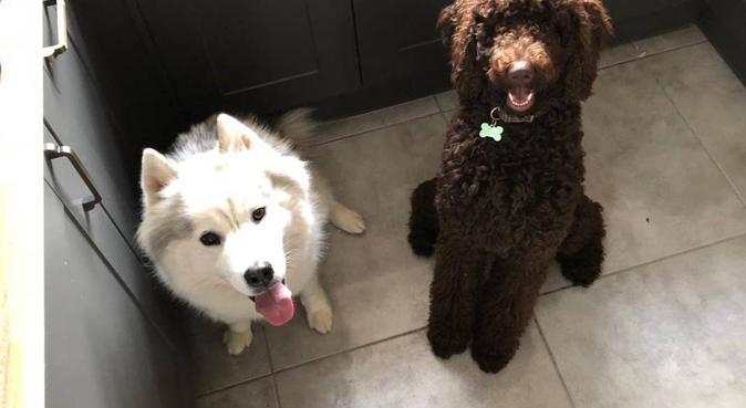 Cuddles and walkies for fur babies, dog sitter in Slough
