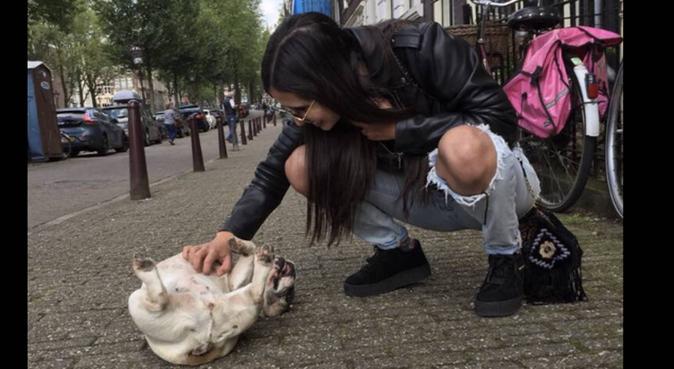 Ik zou de bestie van jou hond zijn 🐶, hondenoppas in Ámsterdam