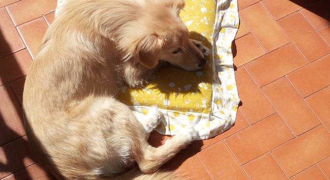 OSPITALITA' PER IL TUO AMICO A QUATTRO ZAMPE!, dog sitter a Marano di Napoli, NA, Italia